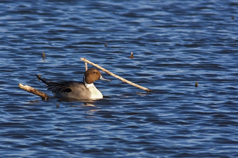 Pintail2-1.jpg