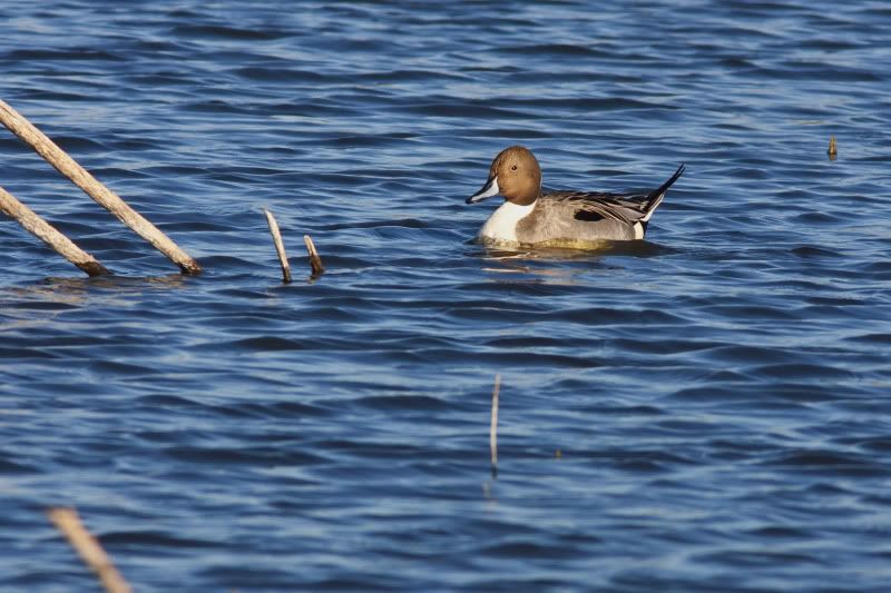 Pintail3-1.jpg