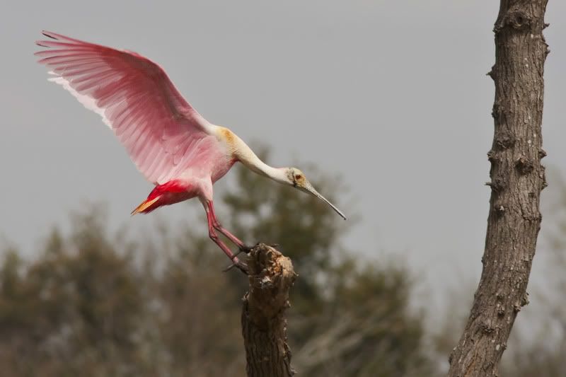 RoseateSpoonbillLanding10.jpg