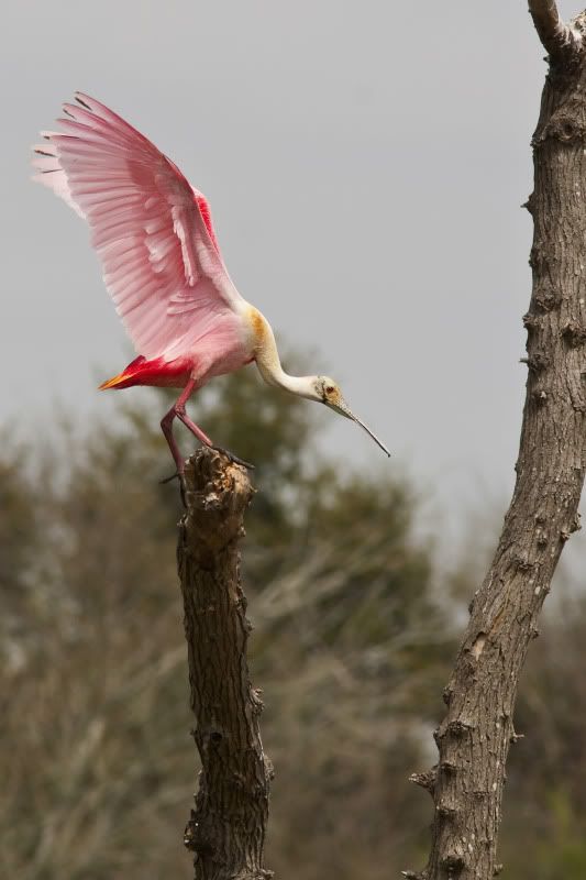 RoseateSpoonbillLanding11.jpg