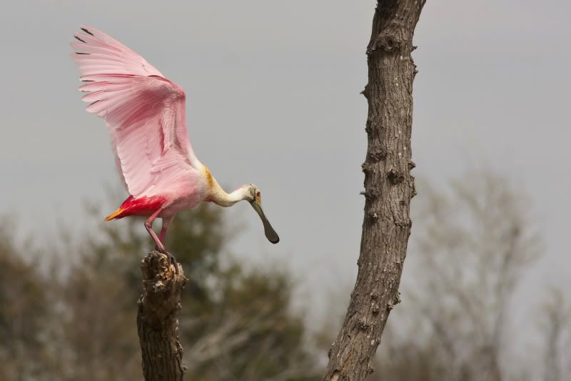 RoseateSpoonbillLanding12.jpg