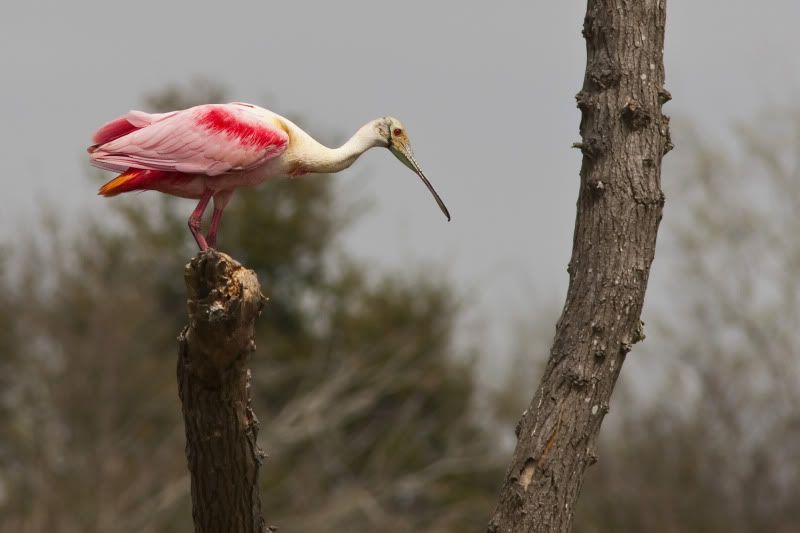 RoseateSpoonbillLanding13.jpg