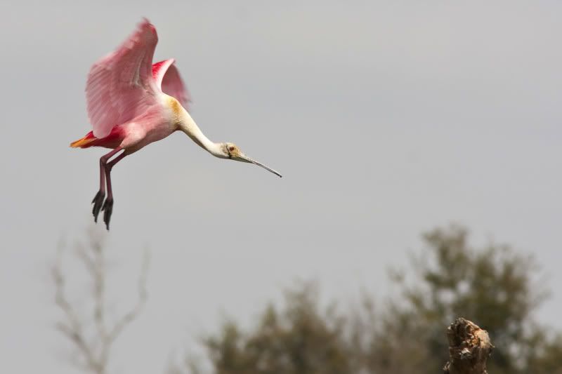 RoseateSpoonbillLanding8.jpg