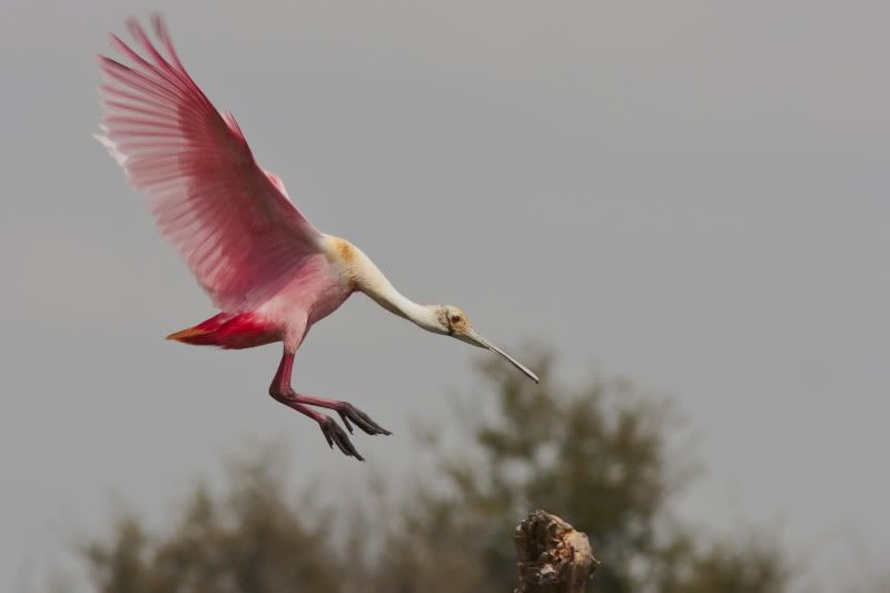 RoseateSpoonbillLanding9.jpg