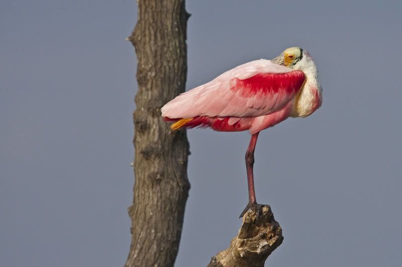 RoseateSpoonbillResting.jpg