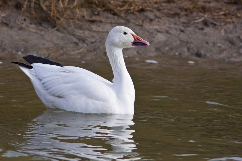 SnowGoose2.jpg