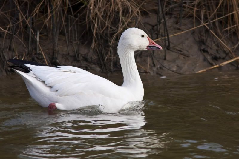 SnowGoose3.jpg