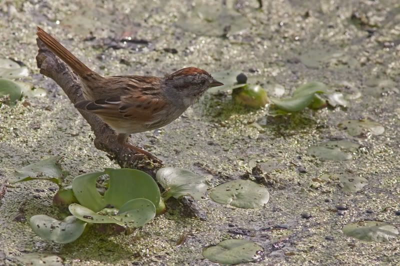 SwampSparrow2.jpg