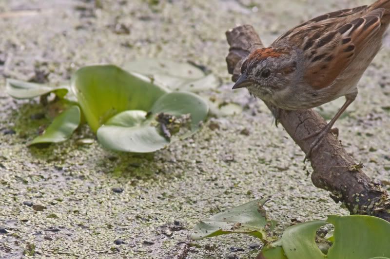 SwampSparrow3.jpg