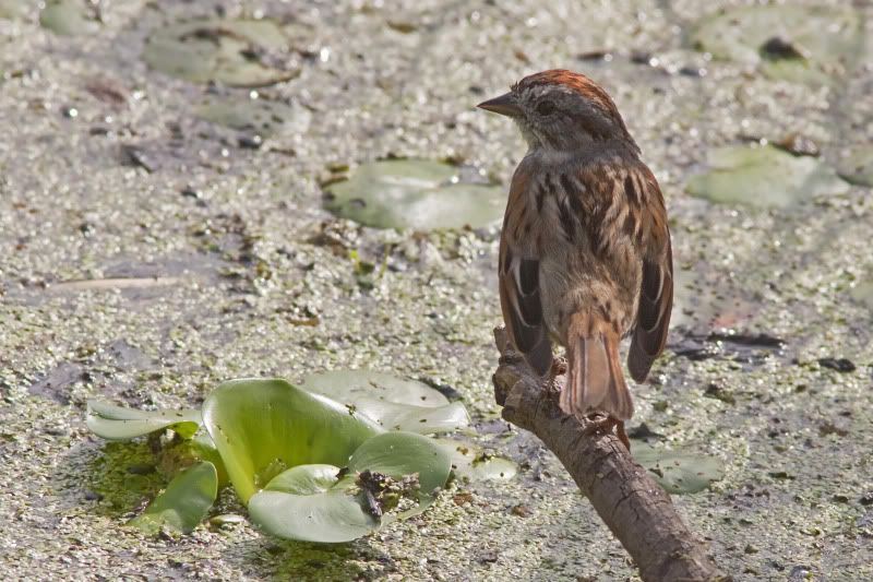 SwampSparrow4.jpg