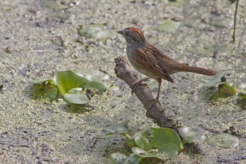 SwampSparrow5.jpg