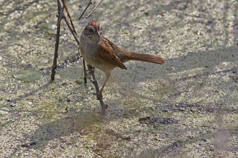 SwampSparrow6.jpg