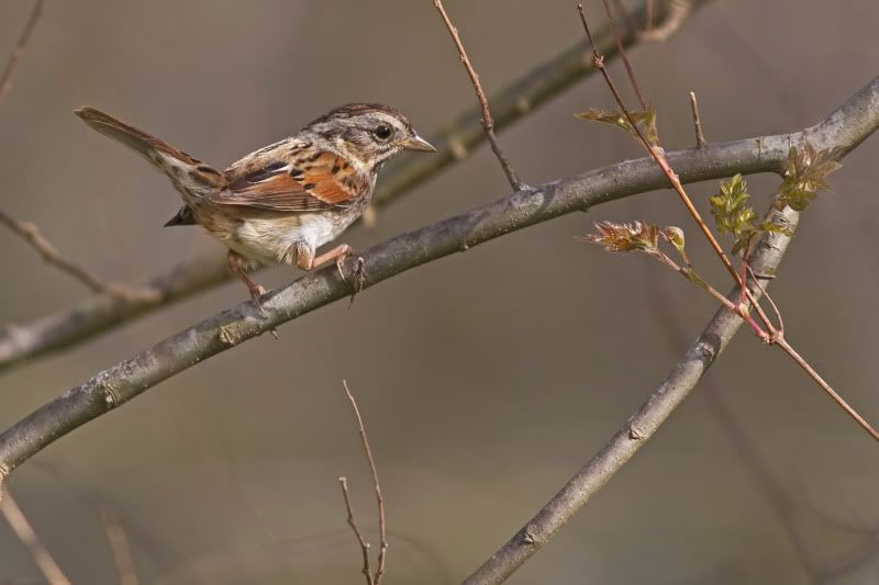 SwampSparrow7.jpg