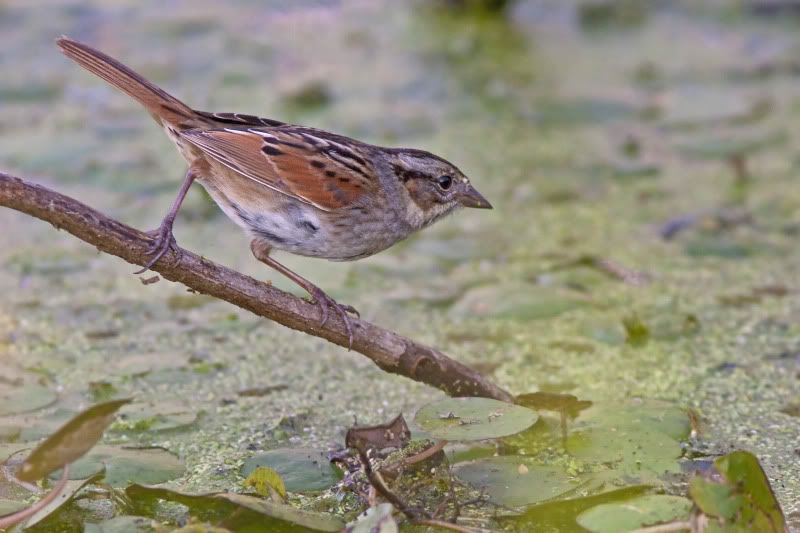 SwampSparrow8.jpg