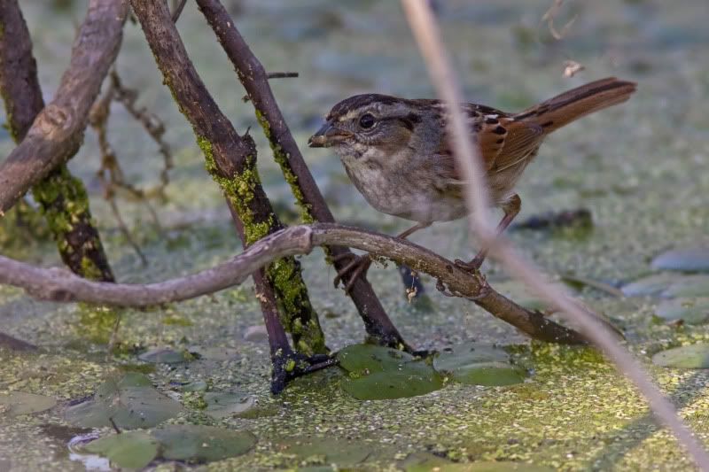 SwampSparrow9.jpg