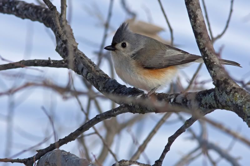 TuftedTitmouse11.jpg