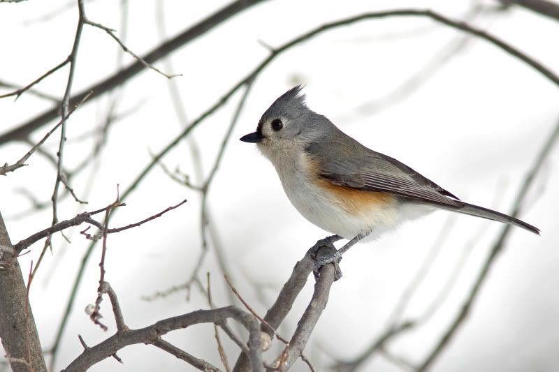 TuftedTitmouse14.jpg