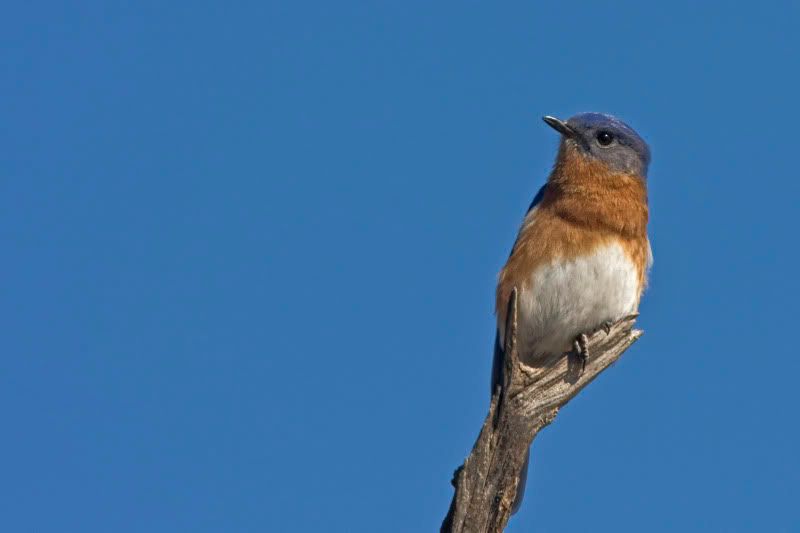 EasternBluebird1.jpg