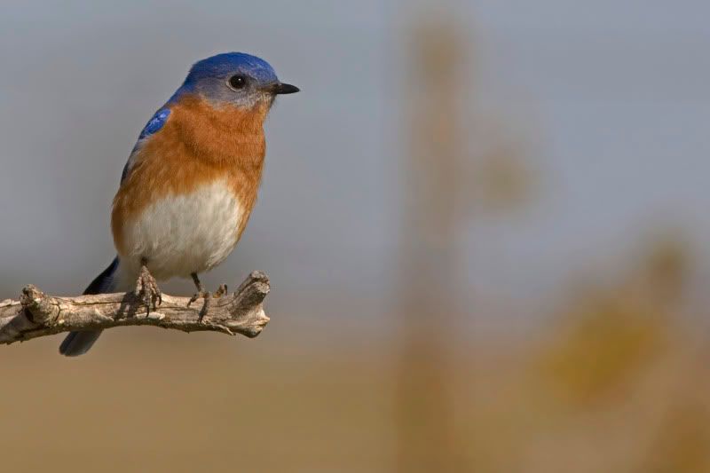 EasternBluebird2.jpg