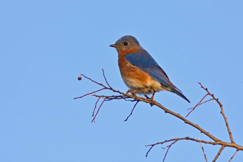 EasternBluebird3.jpg