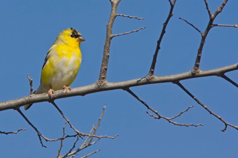 Goldfinch1.jpg