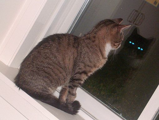 <img:http://img.photobucket.com/albums/v116/sevengem/Cats/window-phantom.jpg>