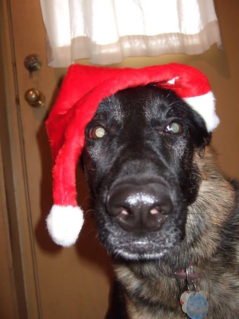 siberian husky wearing santa hats pictures