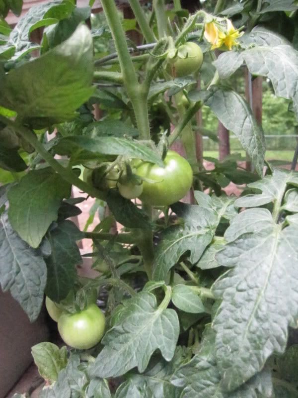 tomato plants