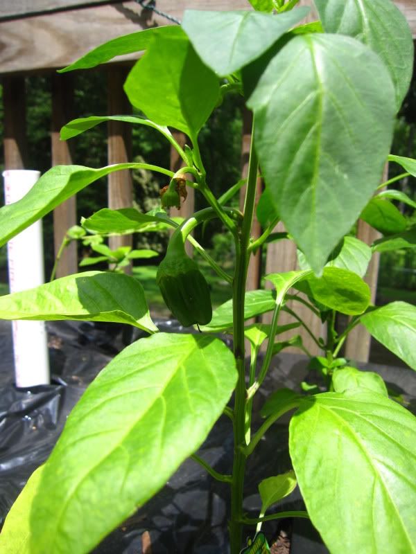 bell pepper plant