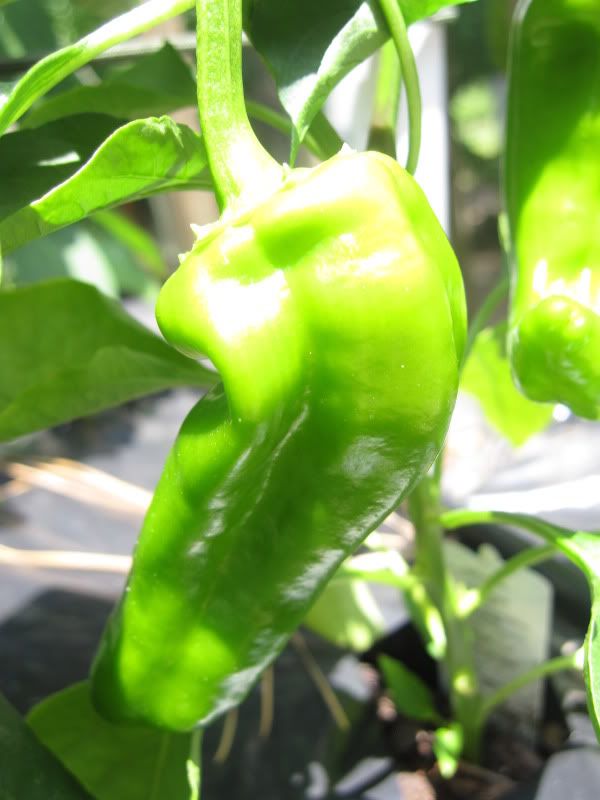 anaheim pepper
