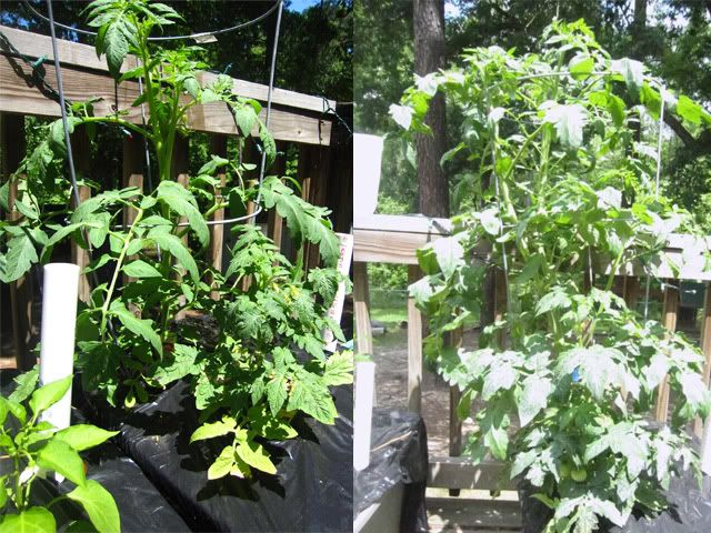 tomato plants