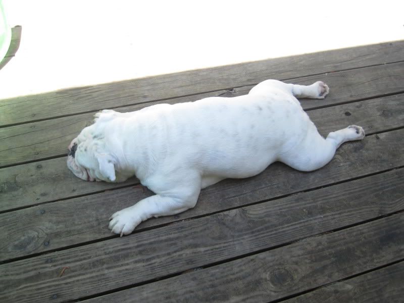 english bulldog sleeping