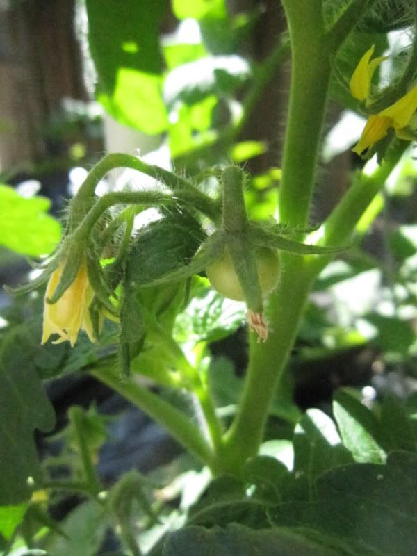 tomato plant