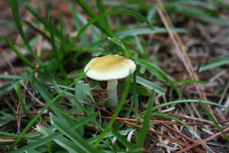 around the house mushrooms and spiders