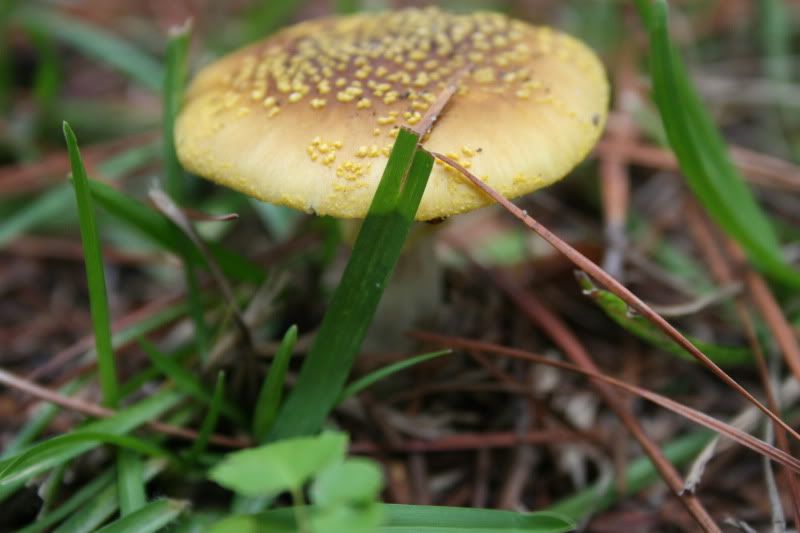 around the house mushrooms and spiders