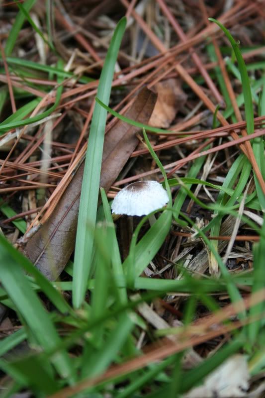 around the house mushrooms and spiders