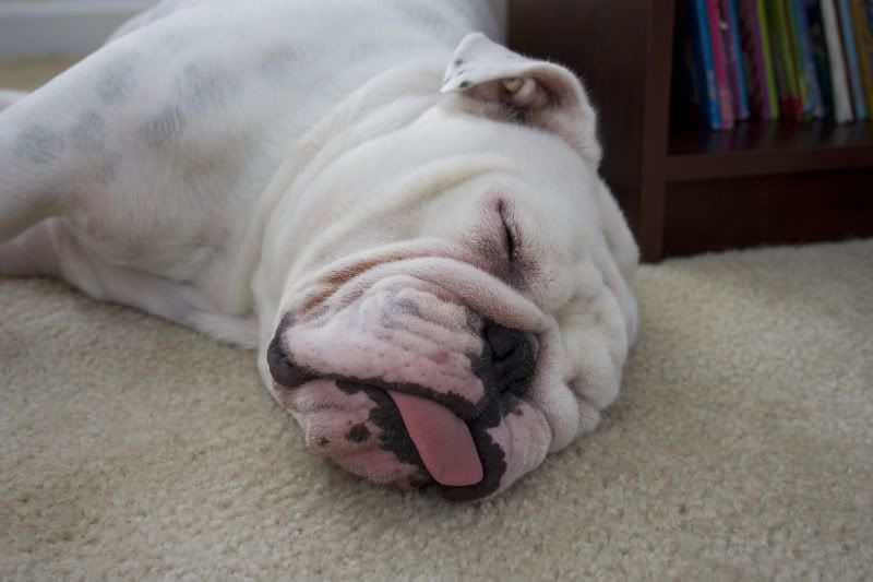 sleeping english bulldog