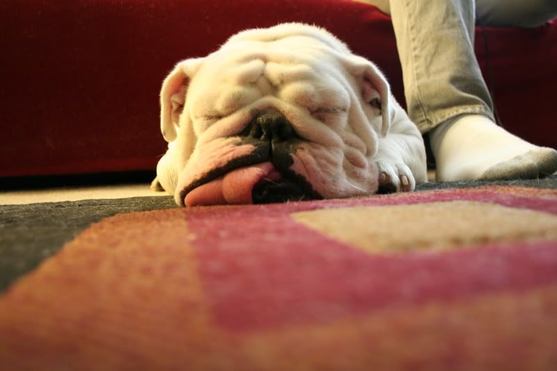funny english bulldog sleeping