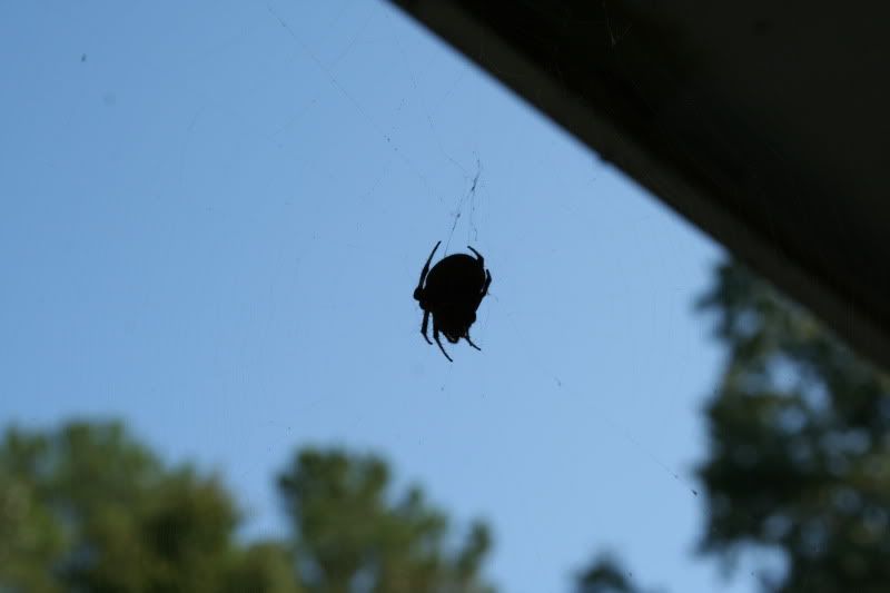 hairy large brown spider in web