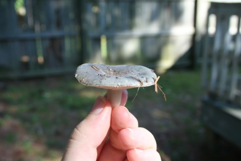 mushroom in the backyard