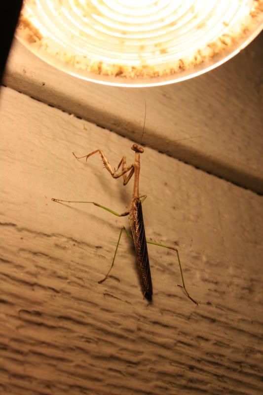 male praying mantis