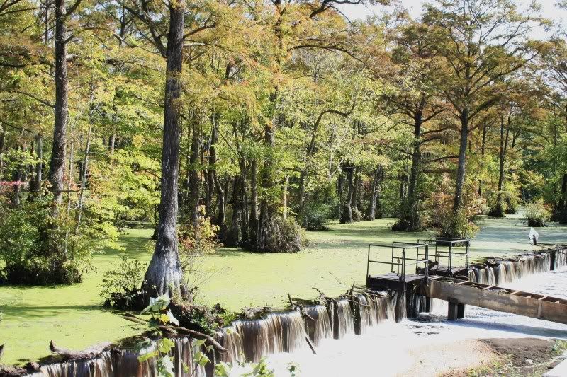 murchants millpond gatesville, nc