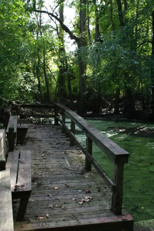 murchant's millpond gatesville, nc