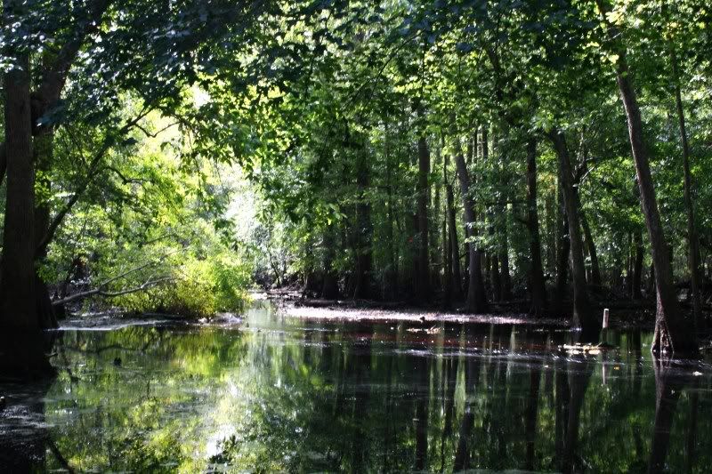 merchant's millpond gatesville, nc