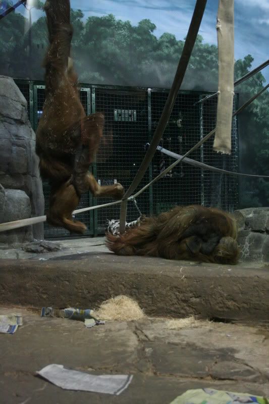 como zoo orangatanges playing