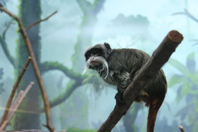 monkey with mustache