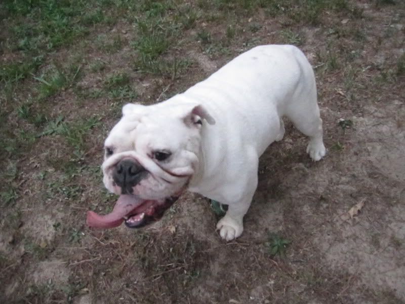 white bulldog brutus