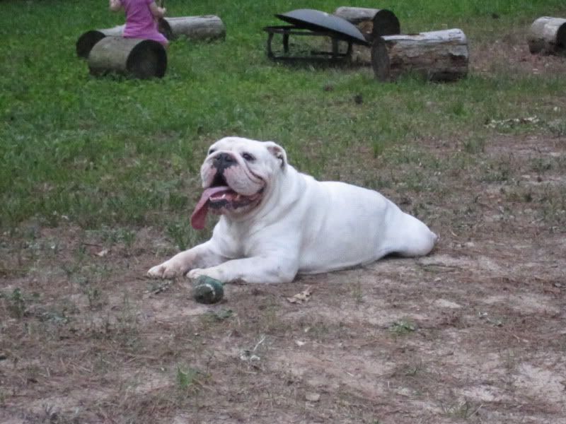 white bulldog