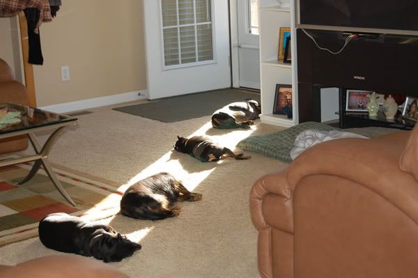 animals sleeping in the sun