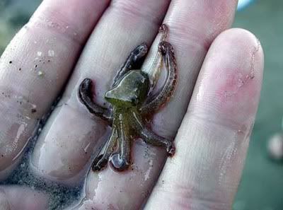 tiny baby octopus